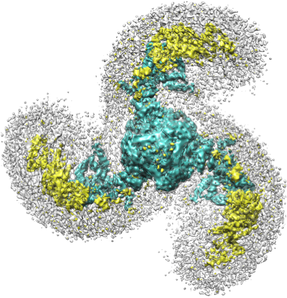 Top view of PIEZO1 ion channel