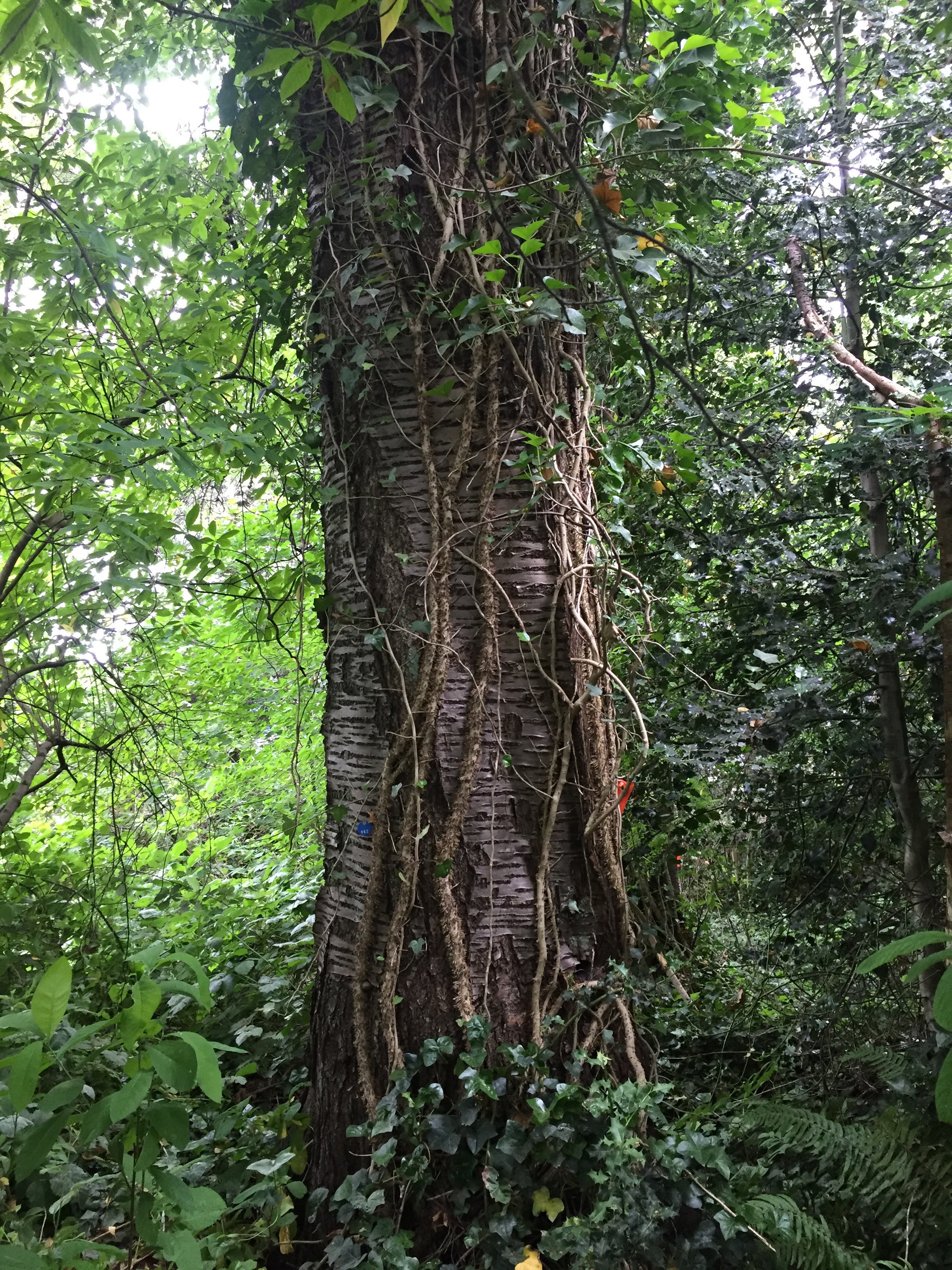 Bitter cherry trunk and vines.