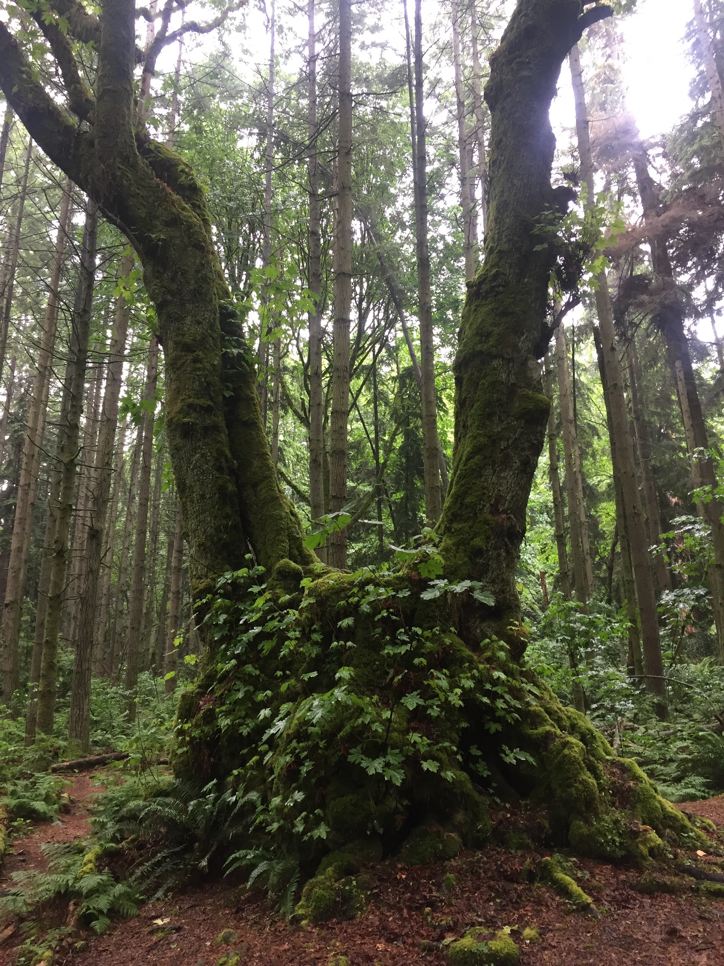 Behold, the horns of the bigleaf maple!
