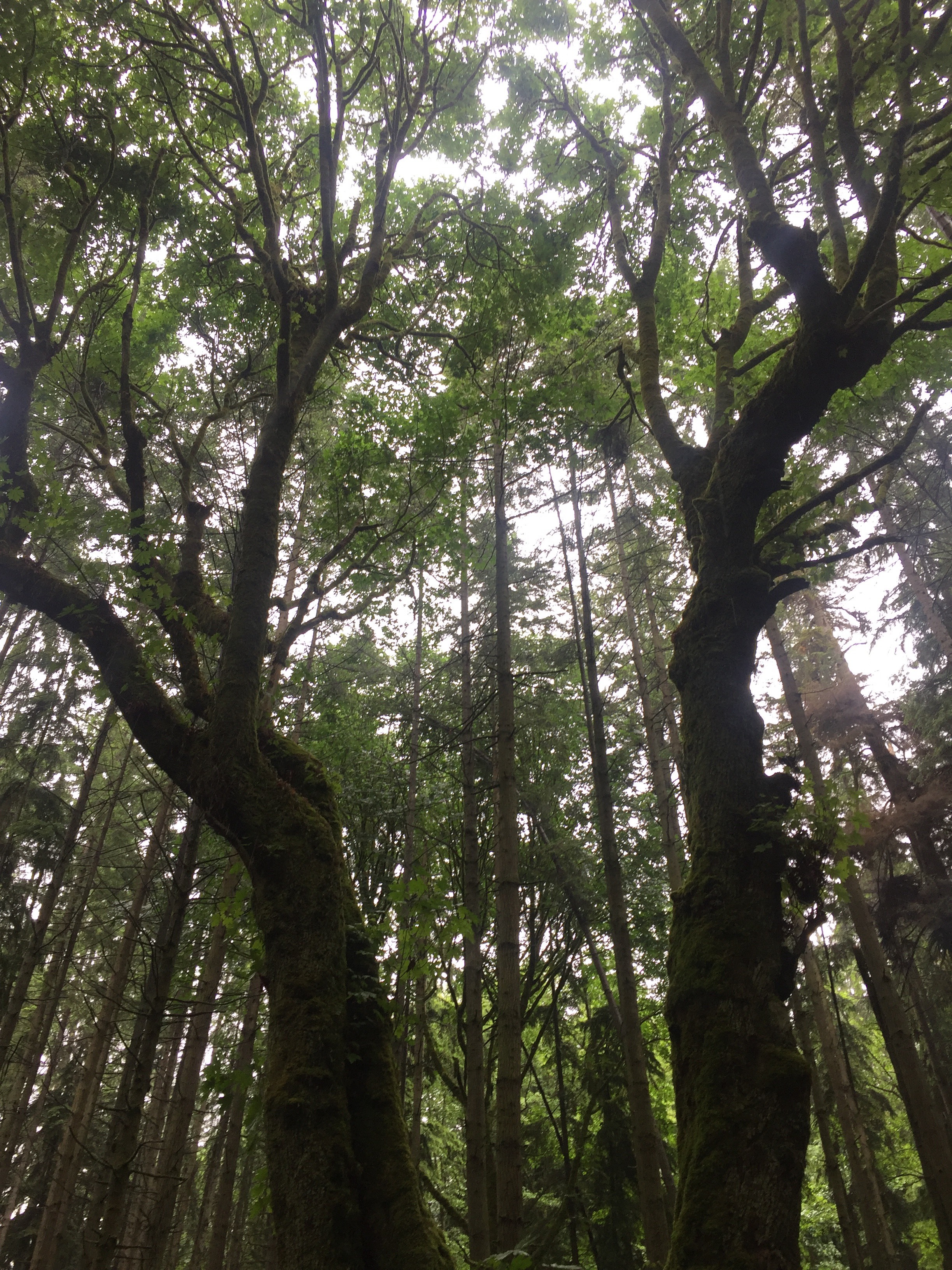 Bigleaf maple canopy.