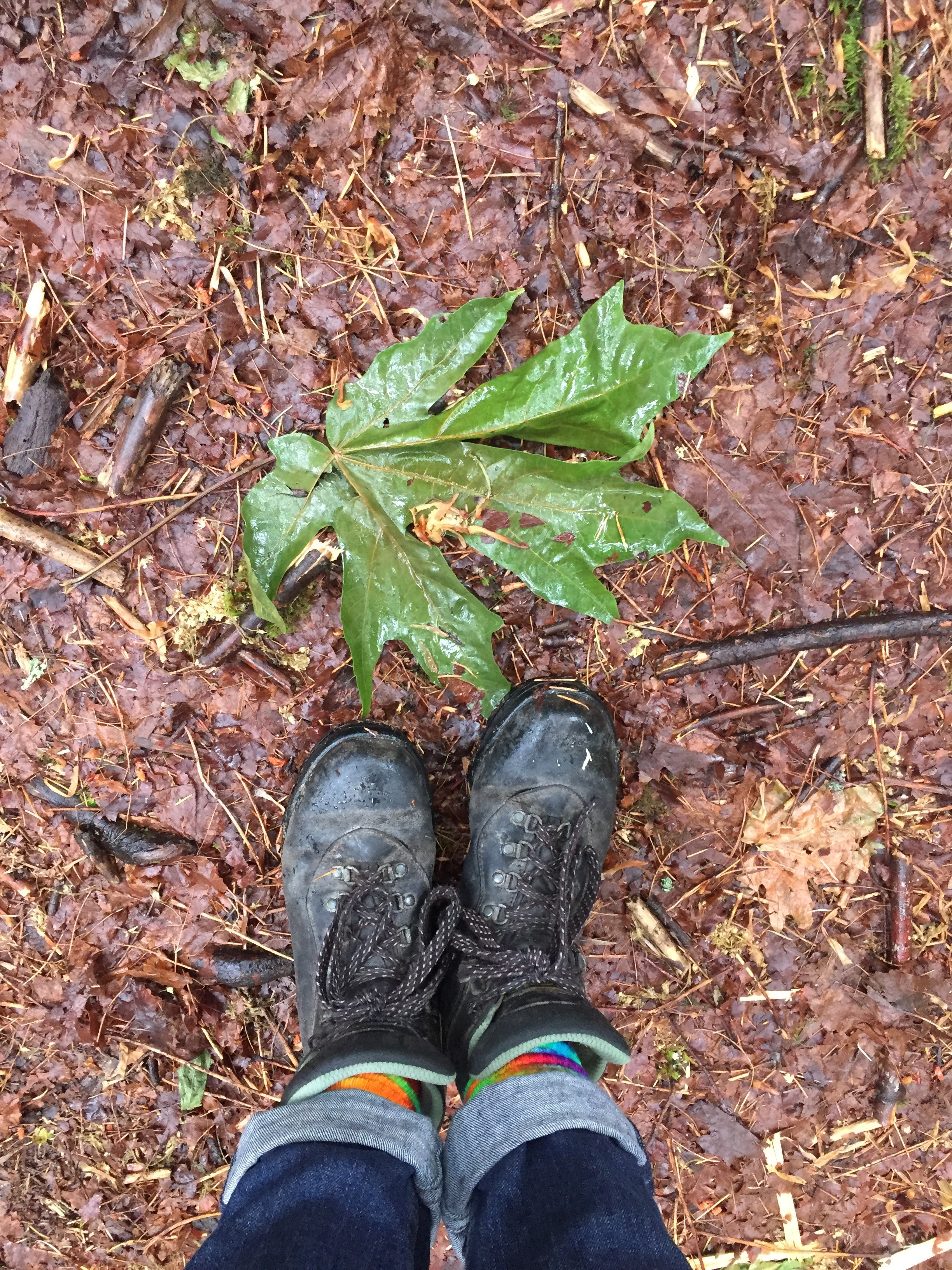David Tracey aptly describes the bigleaf maple leaf as "the Canadian flag's sugar maple on steroids." Feet for scale, as I'm a scientist.