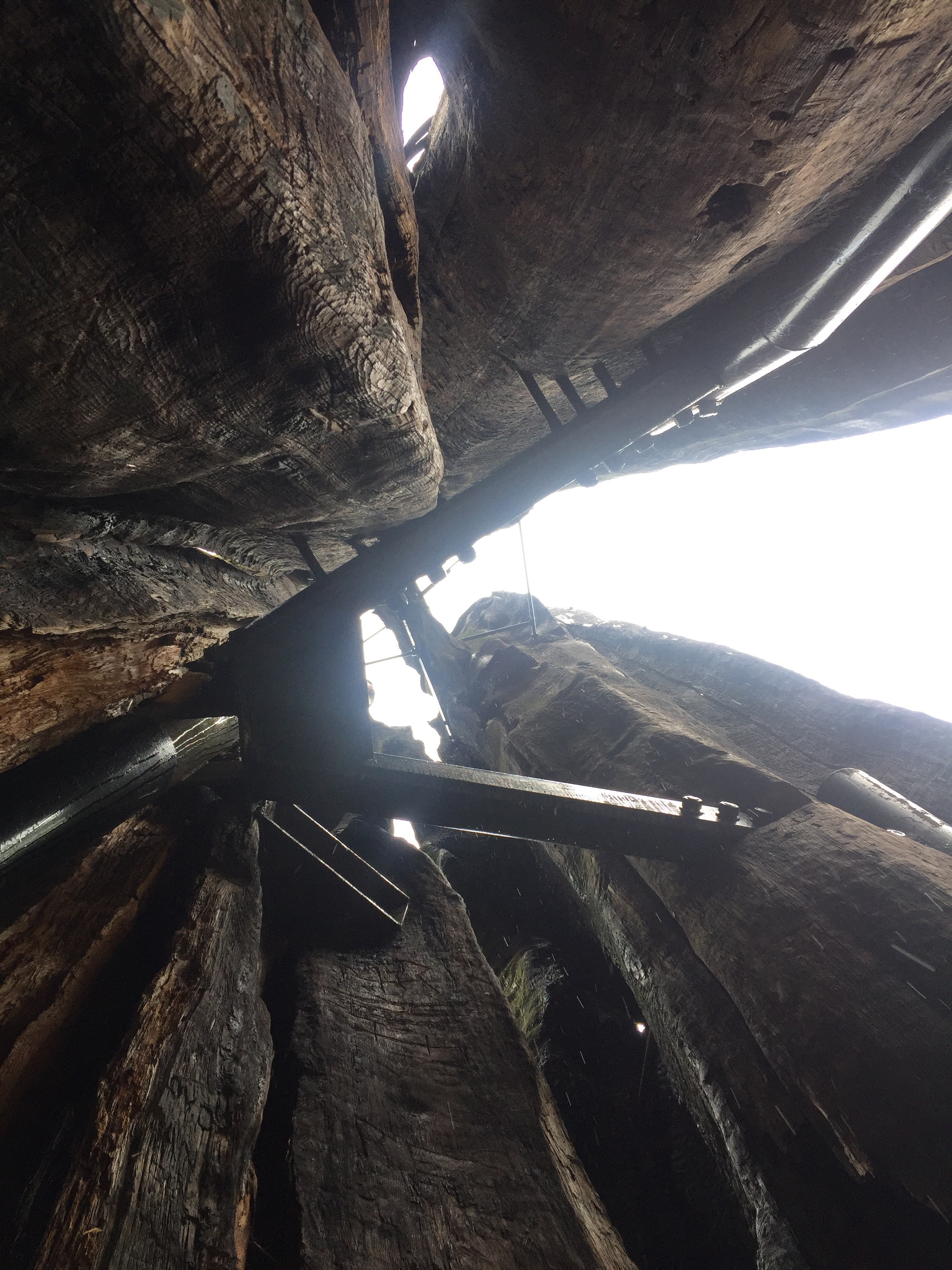 The Hollow Tree, supported by internal beams.