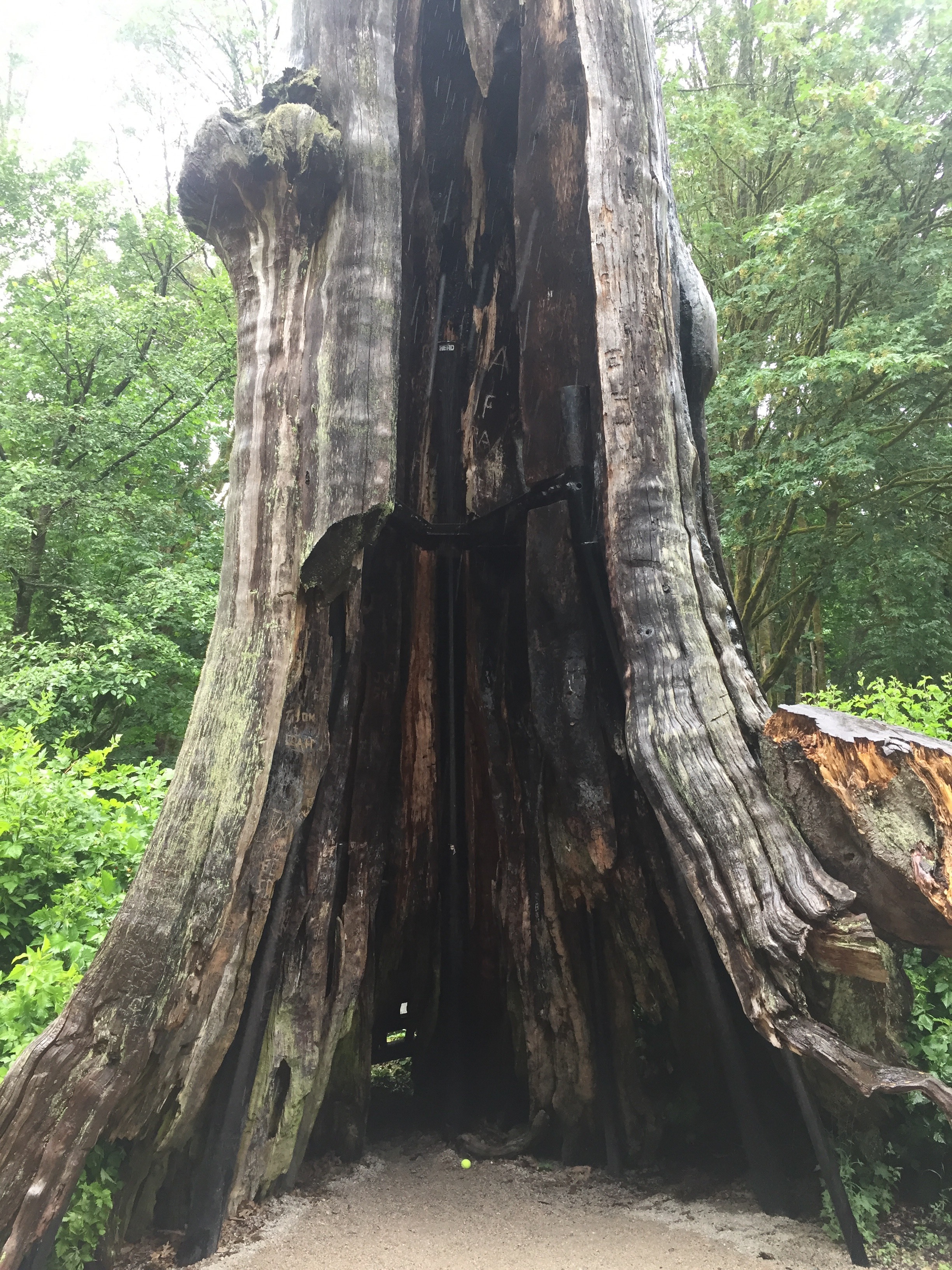 The Hollow Tree, Stanley Park. Tennis ball for scale.