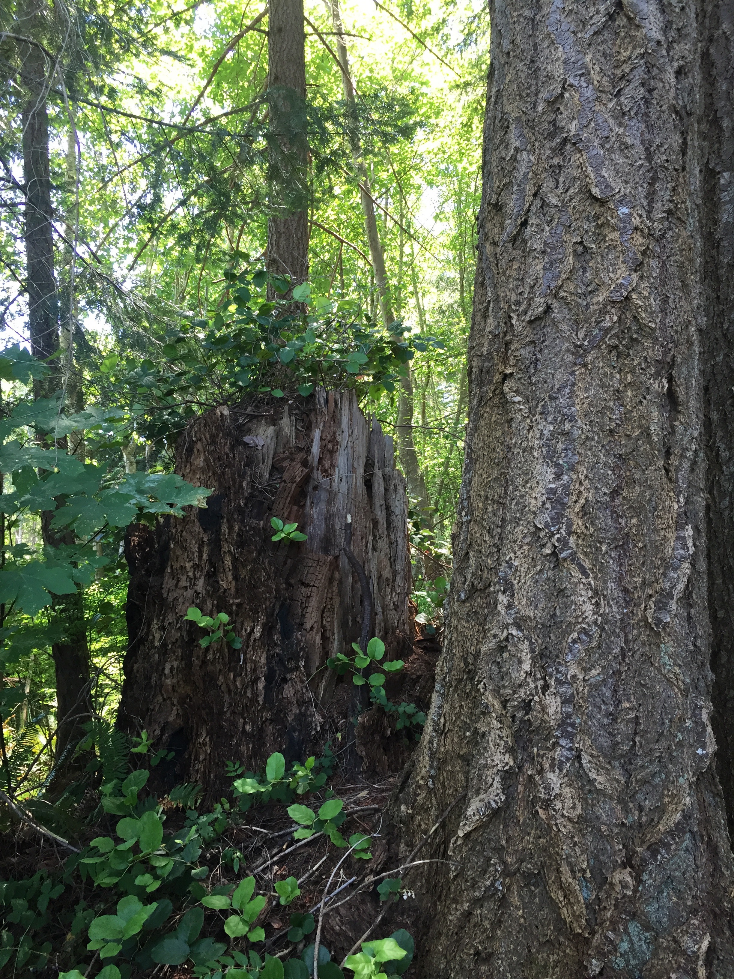 Conifers and deciduous trees in the Lannan Forest.