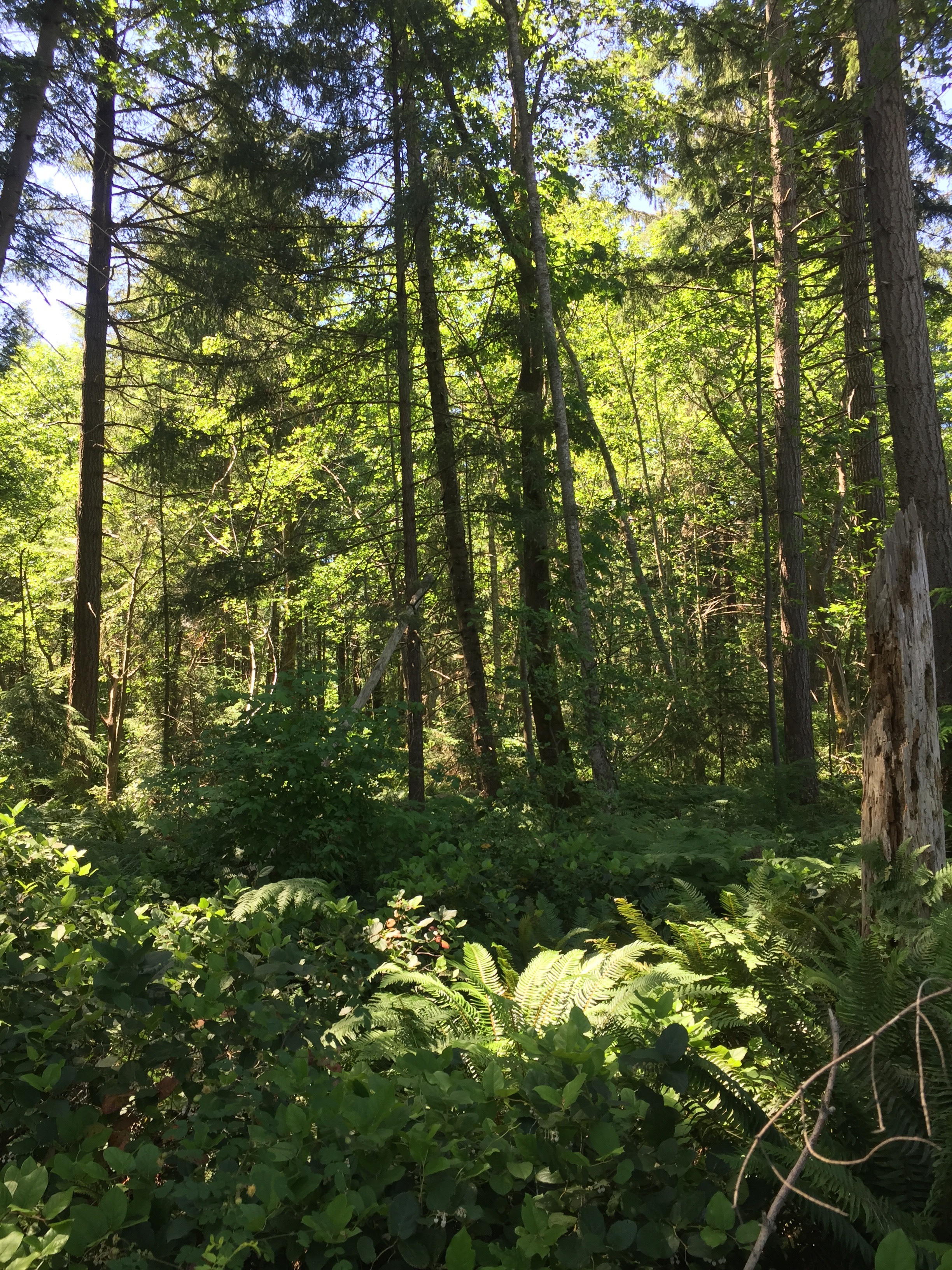The Lannan Forest in Comox.