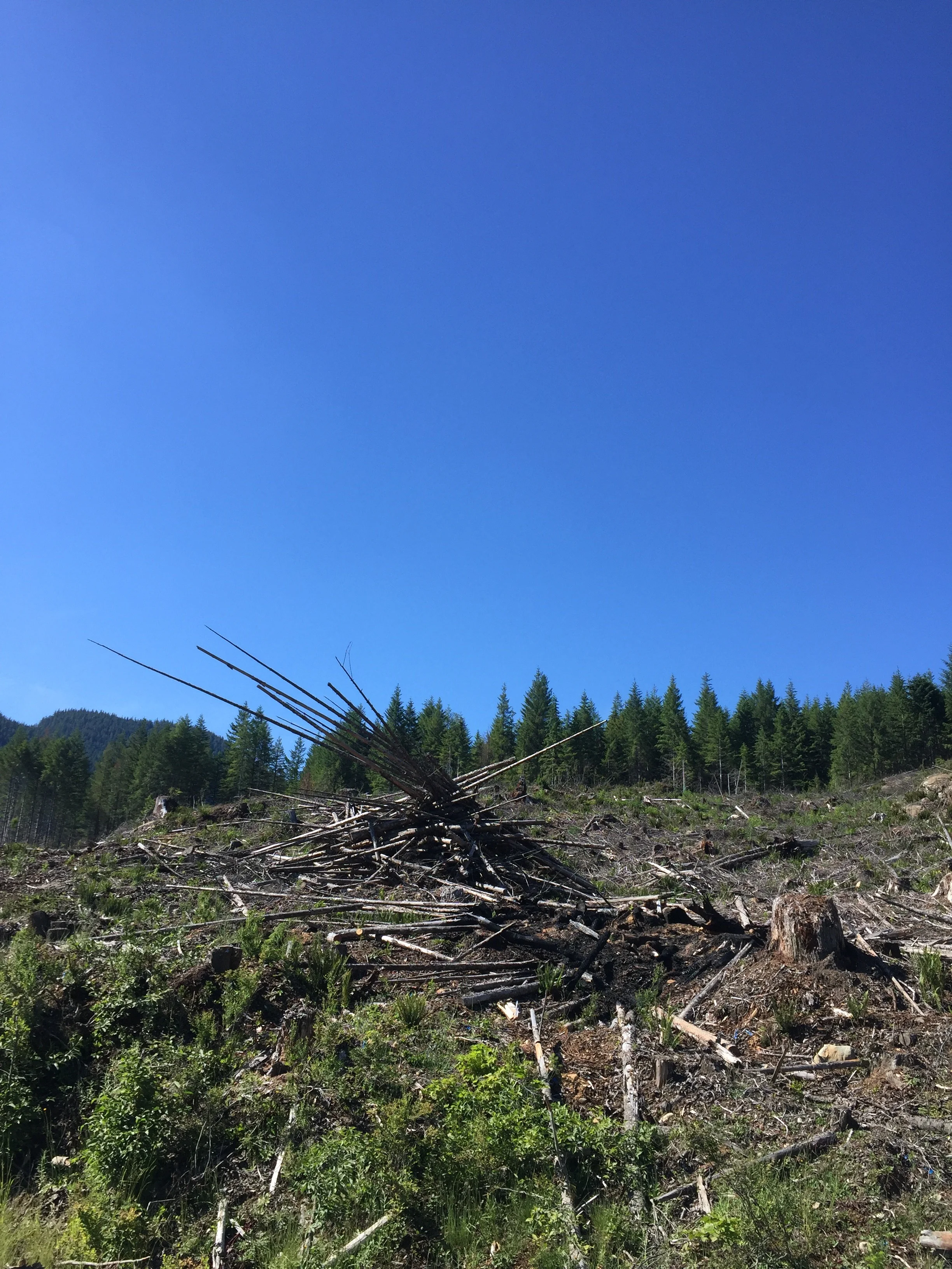 Sayward4.jpeg