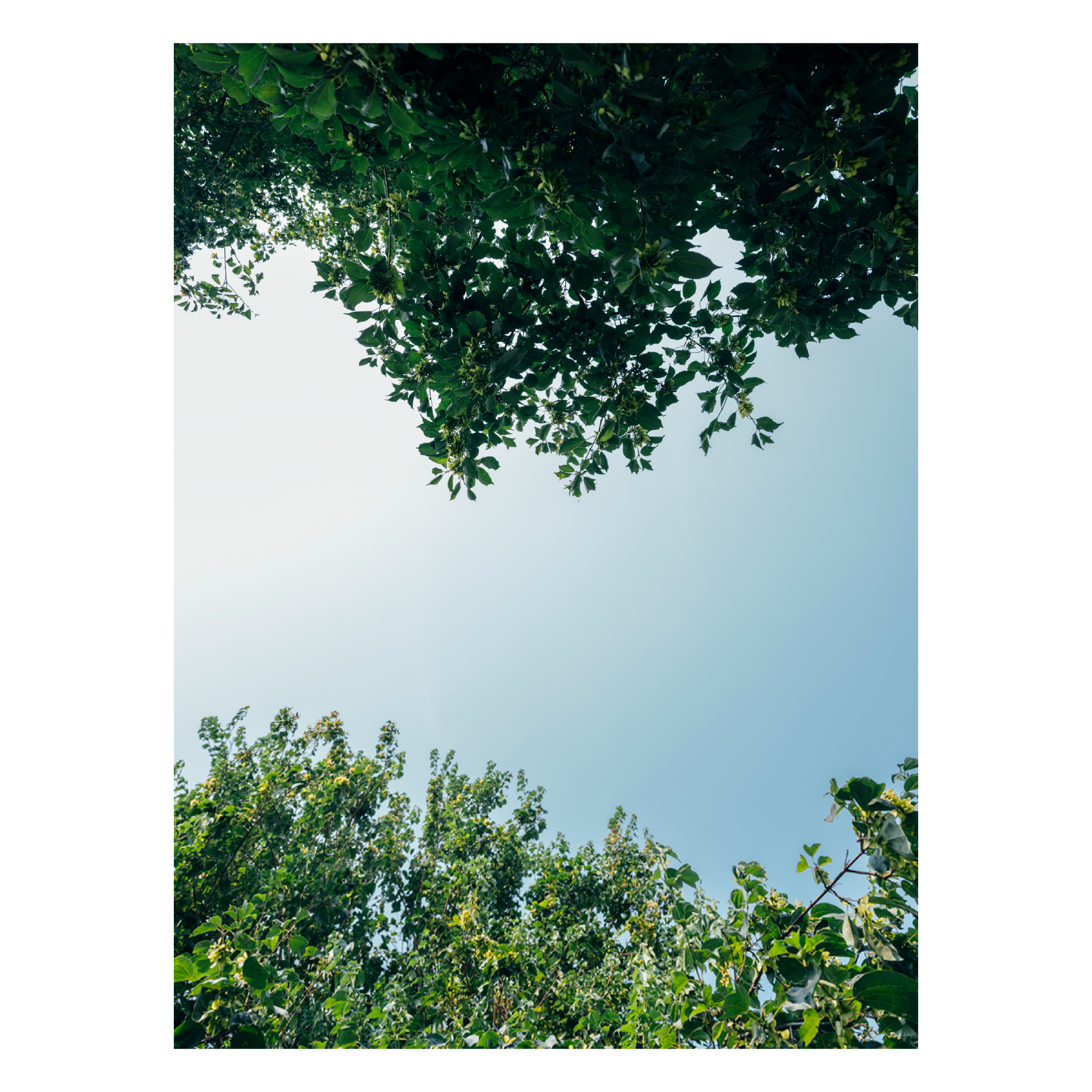 Many Seasons Tabloid