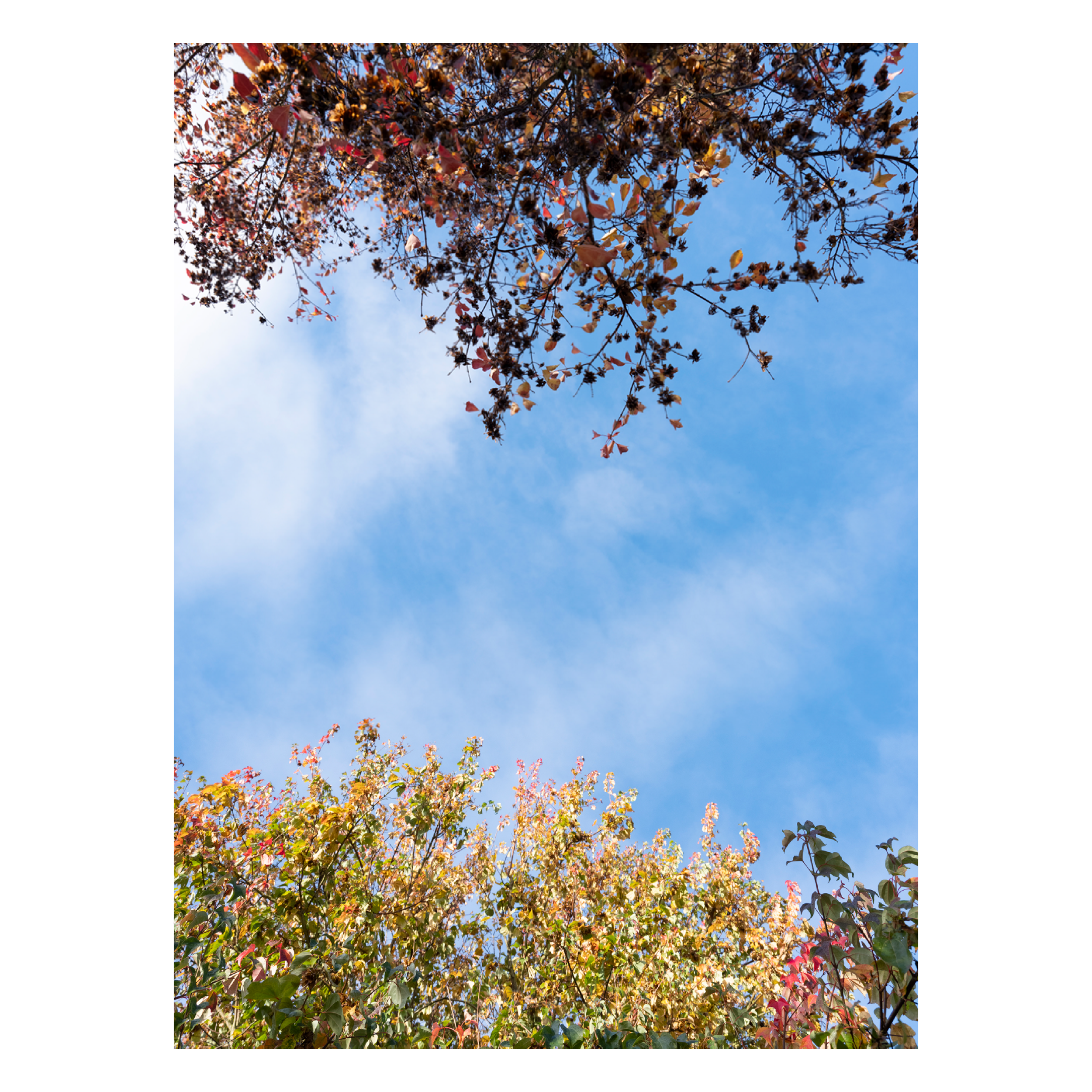 MS tabloid preview2.png