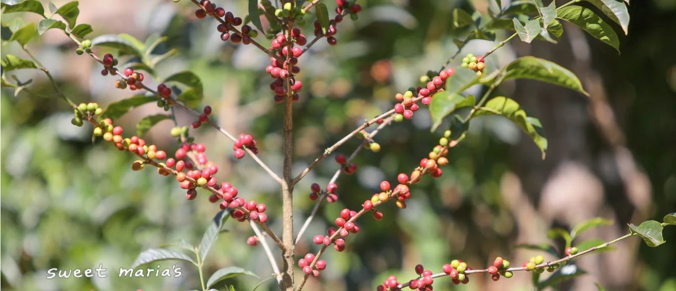 ethiopia-kayon-mountain-sawana-taro-coffee-5_1.jpg