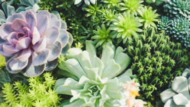 Mindful Spring, a free 5-day online practice series
