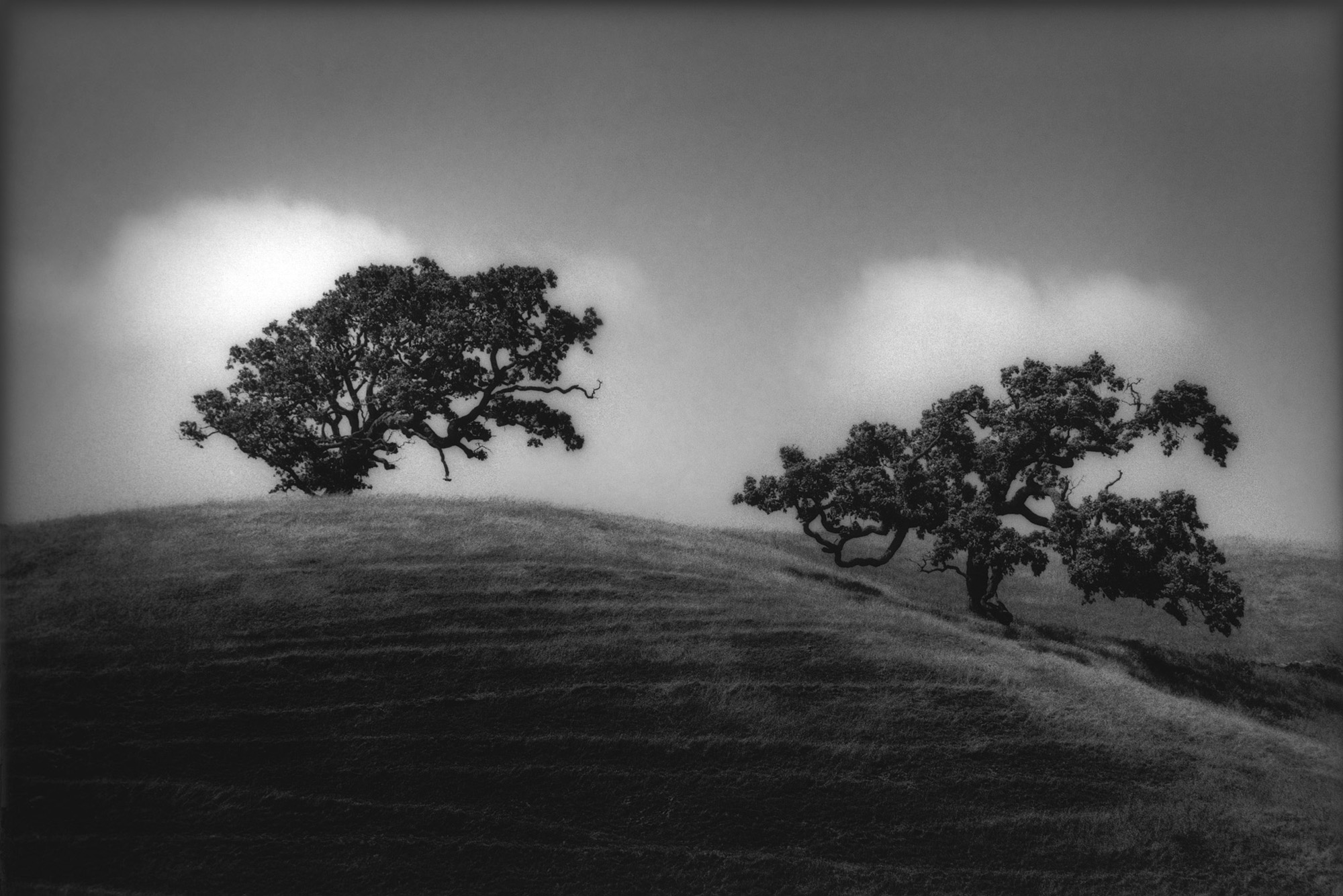  Jeff Zaruba -  Two Trees, West Marin  