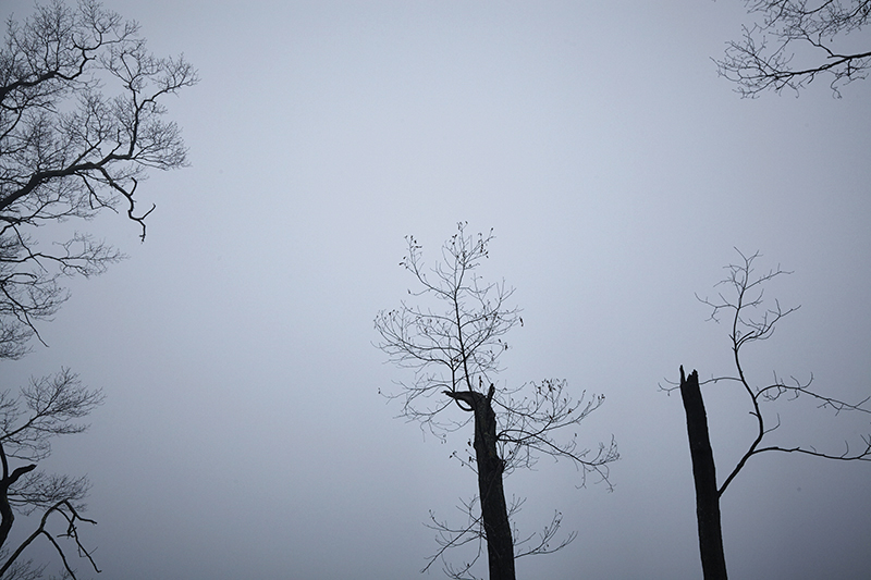 Branches in Fog.jpg