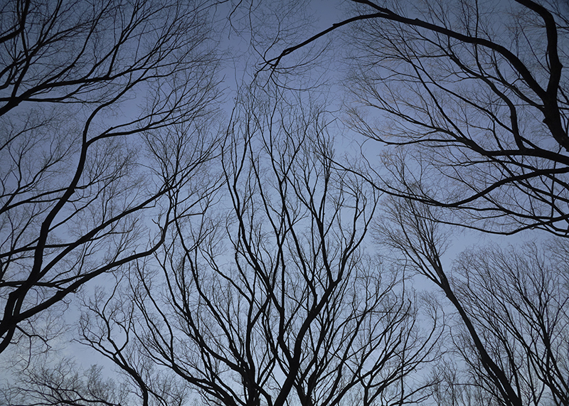 Elm branches.jpg