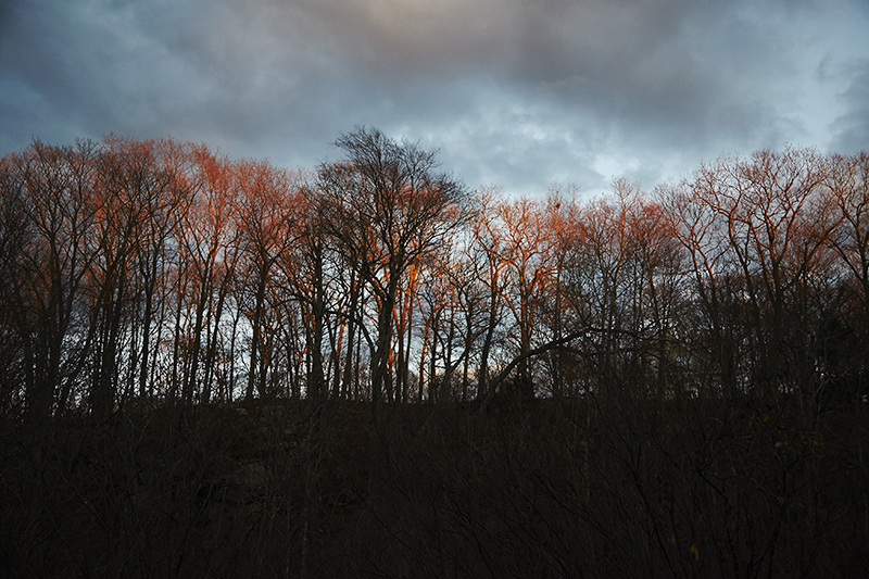 Evening Light in Trees.jpg