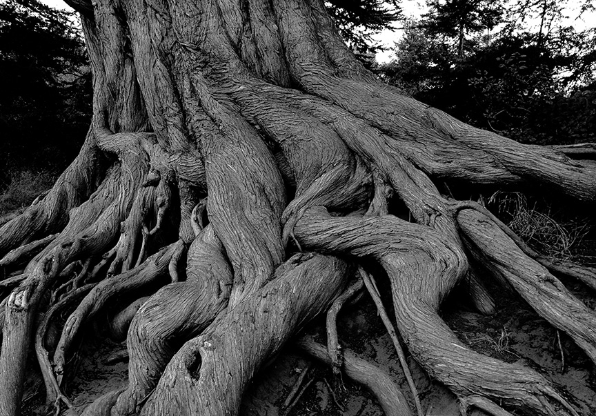 Sequoia Root, California.jpg