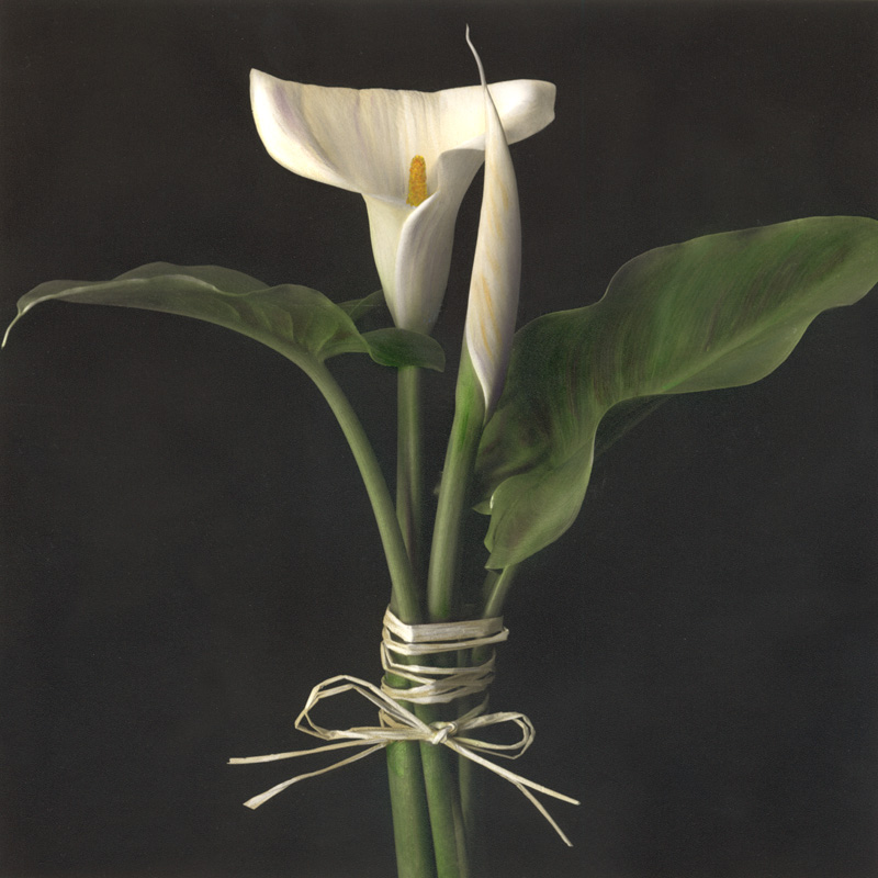 Calla Lily VI.jpg