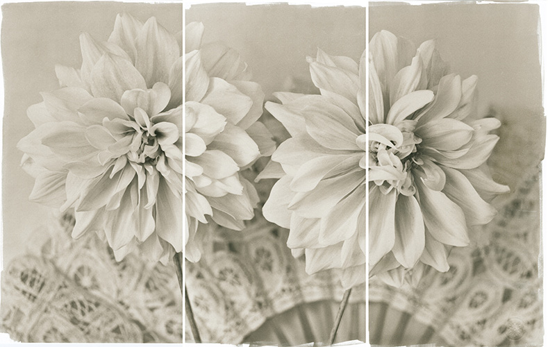 Dahlias II.jpg