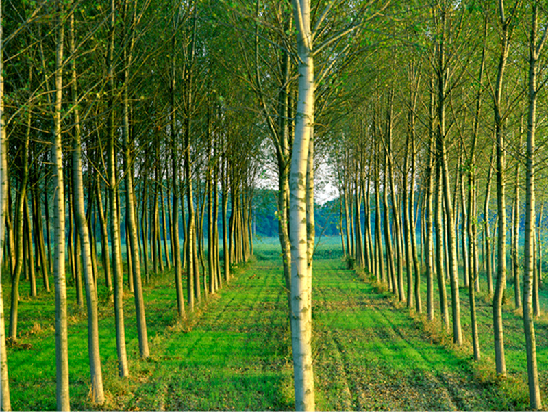 row trees.jpg
