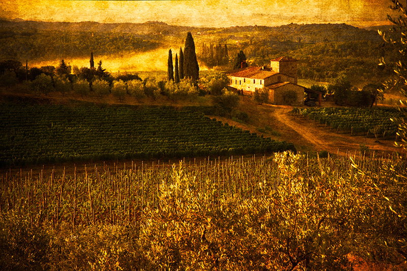 Tuscan Vineyard.jpg