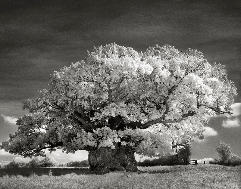The Bowthorpe Oak.jpg