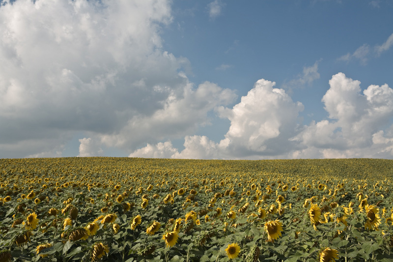 Sunflowers (1), September 2007.jpg