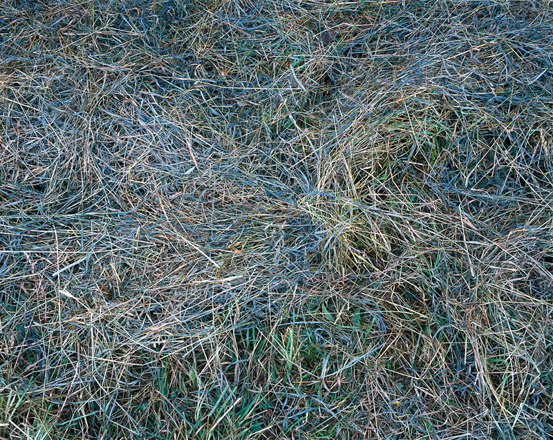 Canoe Meadows Blue Grasses.jpg