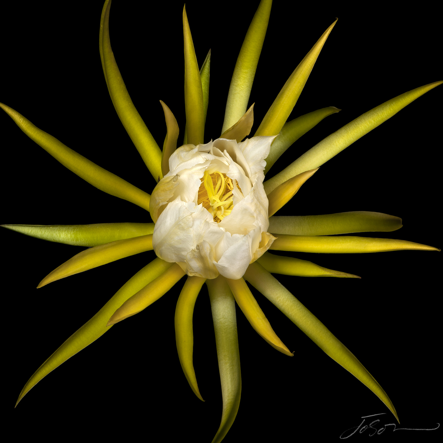 Dragon fruit flower (Hylocereus undatus).jpg