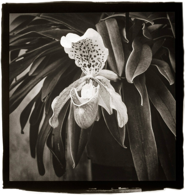 Lady Slipper.jpg