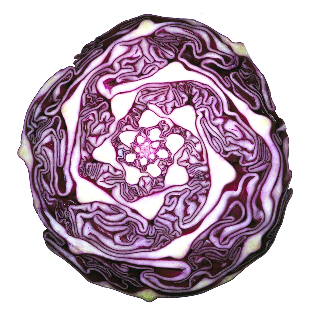 red cabbage.jpg