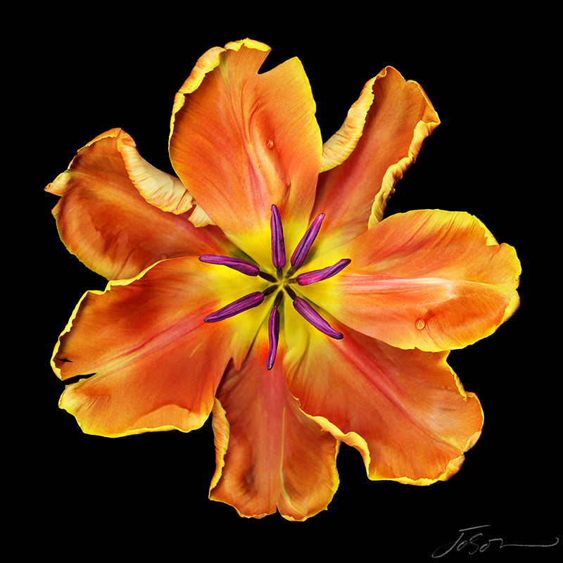 joSon Fotanical - Apricot Parrot Tulip.jpg