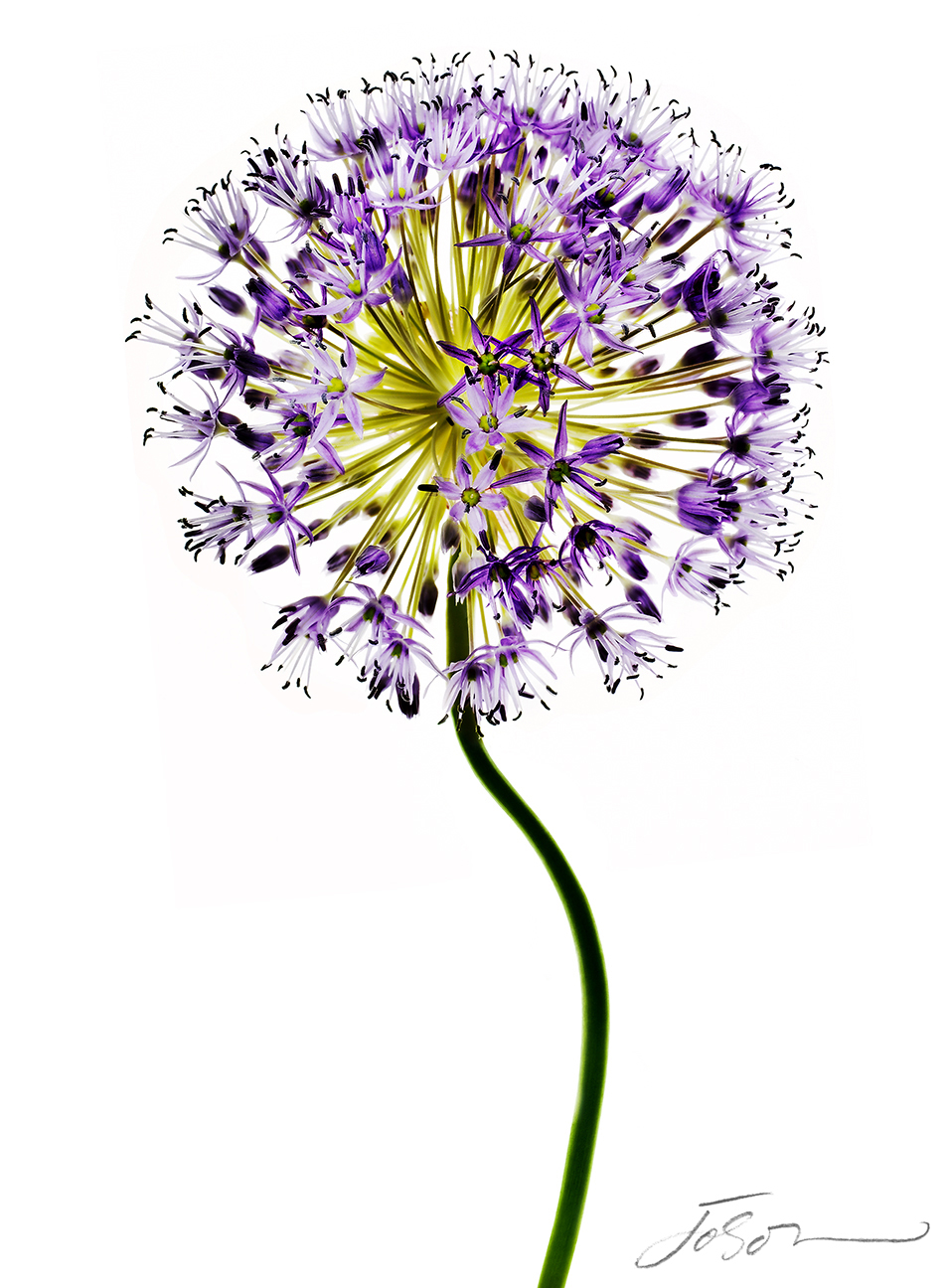 Giant onion  (Allium giganteum).jpg