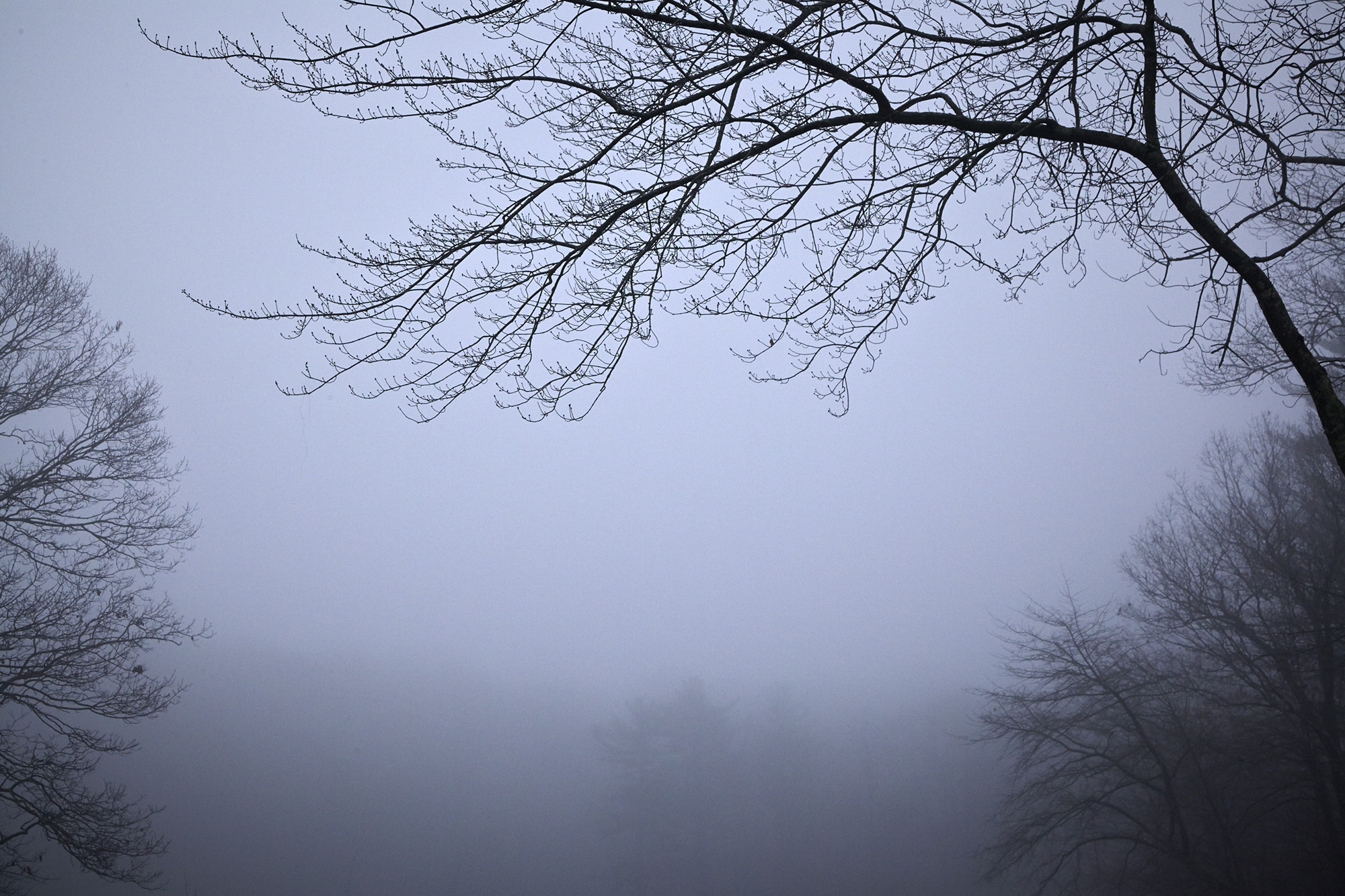 Fog in Marsh.jpg