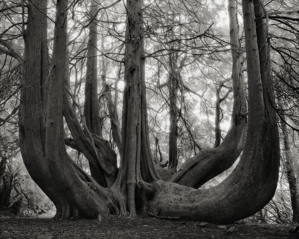 Great Western Red Cedar of Gelli Aur.jpg