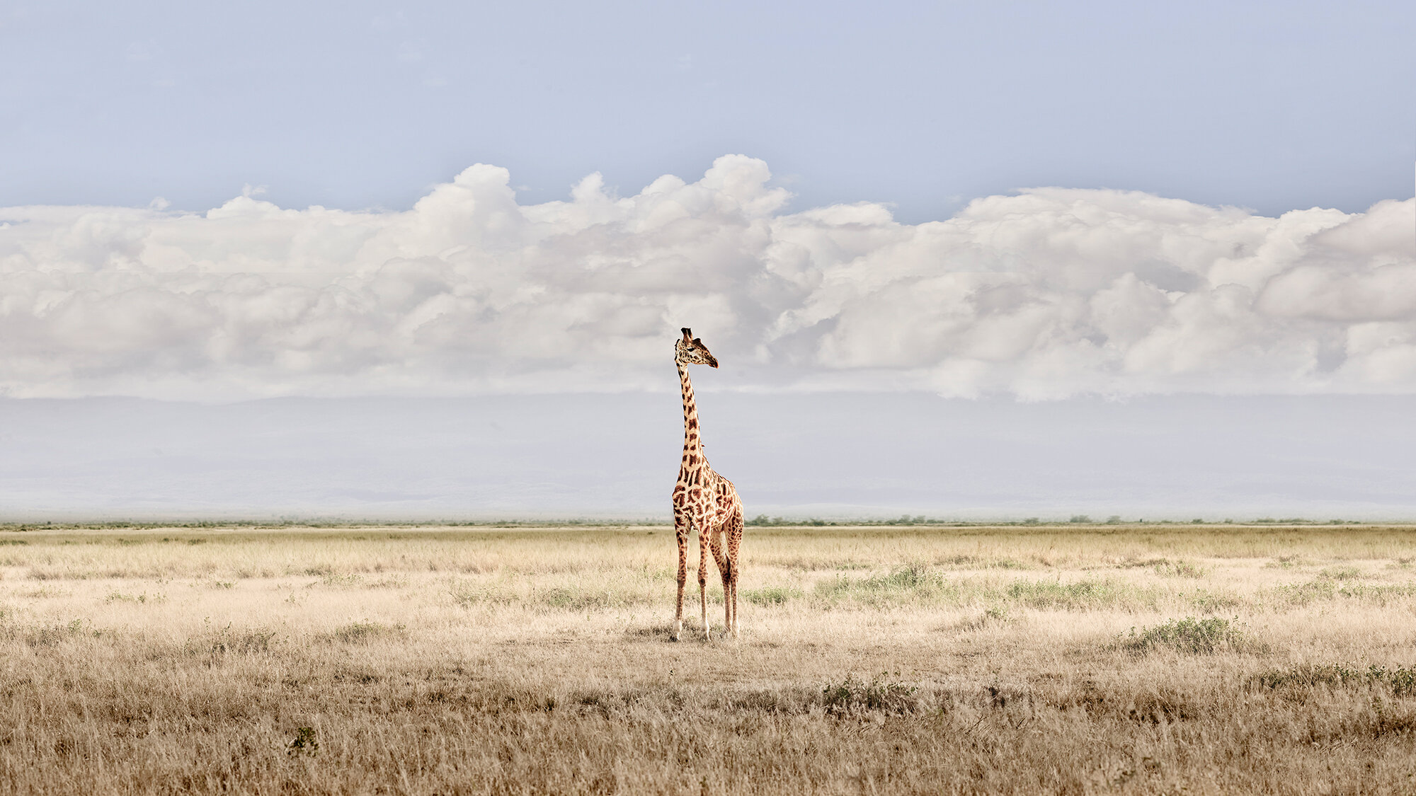 Head in the Clouds, Amboseli, Kenya, 2019.jpg
