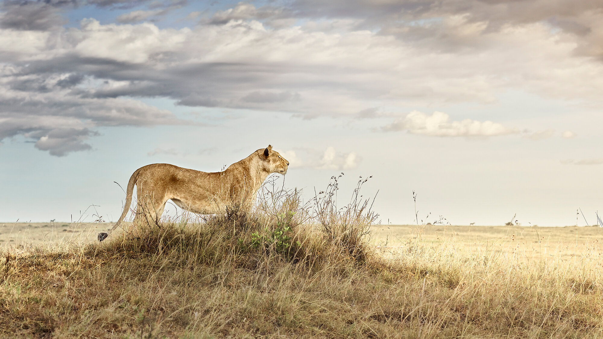 Lioness in Repose, Maasai Mara, Kenya 2019.jpg