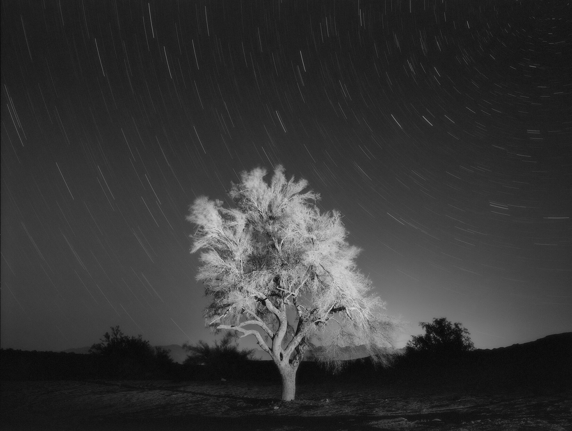 Tree, Night.jpg