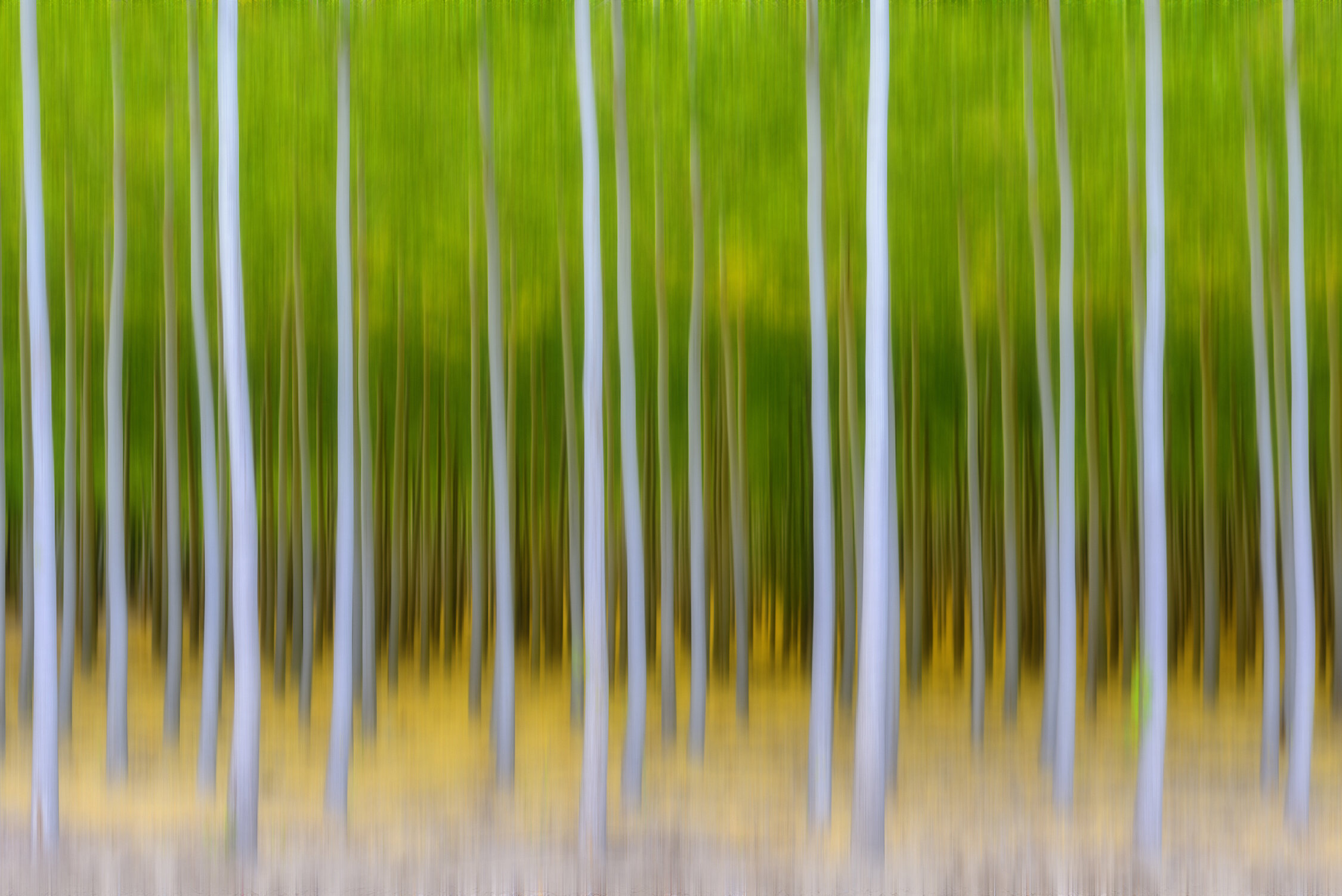 Tree Motion #5.jpg