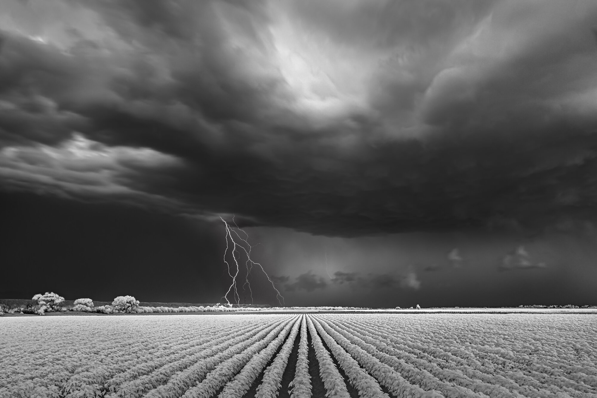Lightning:Cotton Field.jpg