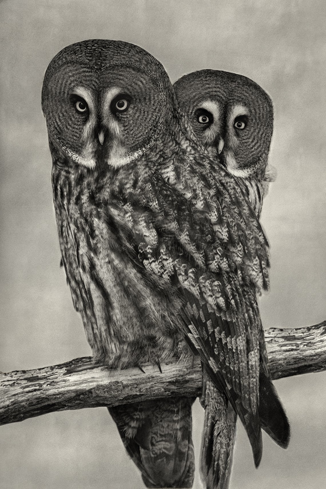 Great Gray Owls.jpg