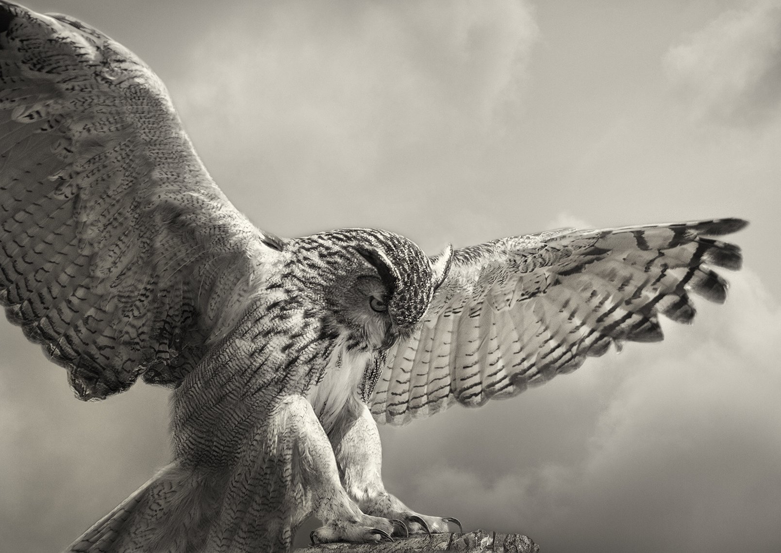 Eagle Owl Landing.jpg