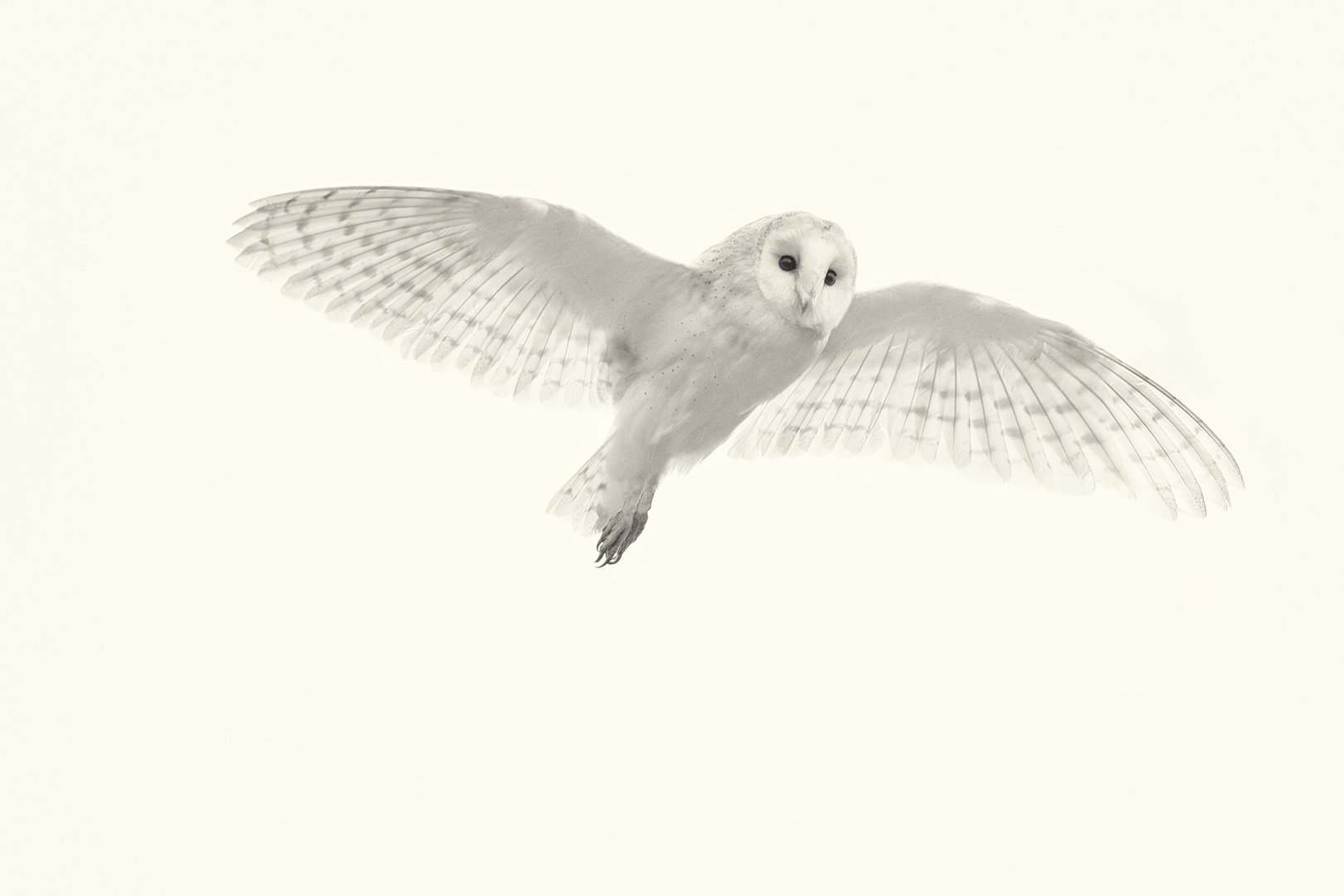 Barn Owl II.jpg