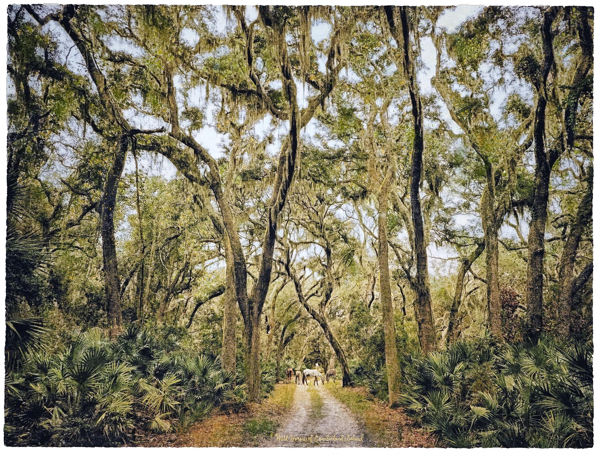 Wild Horses of Cumberland.jpg