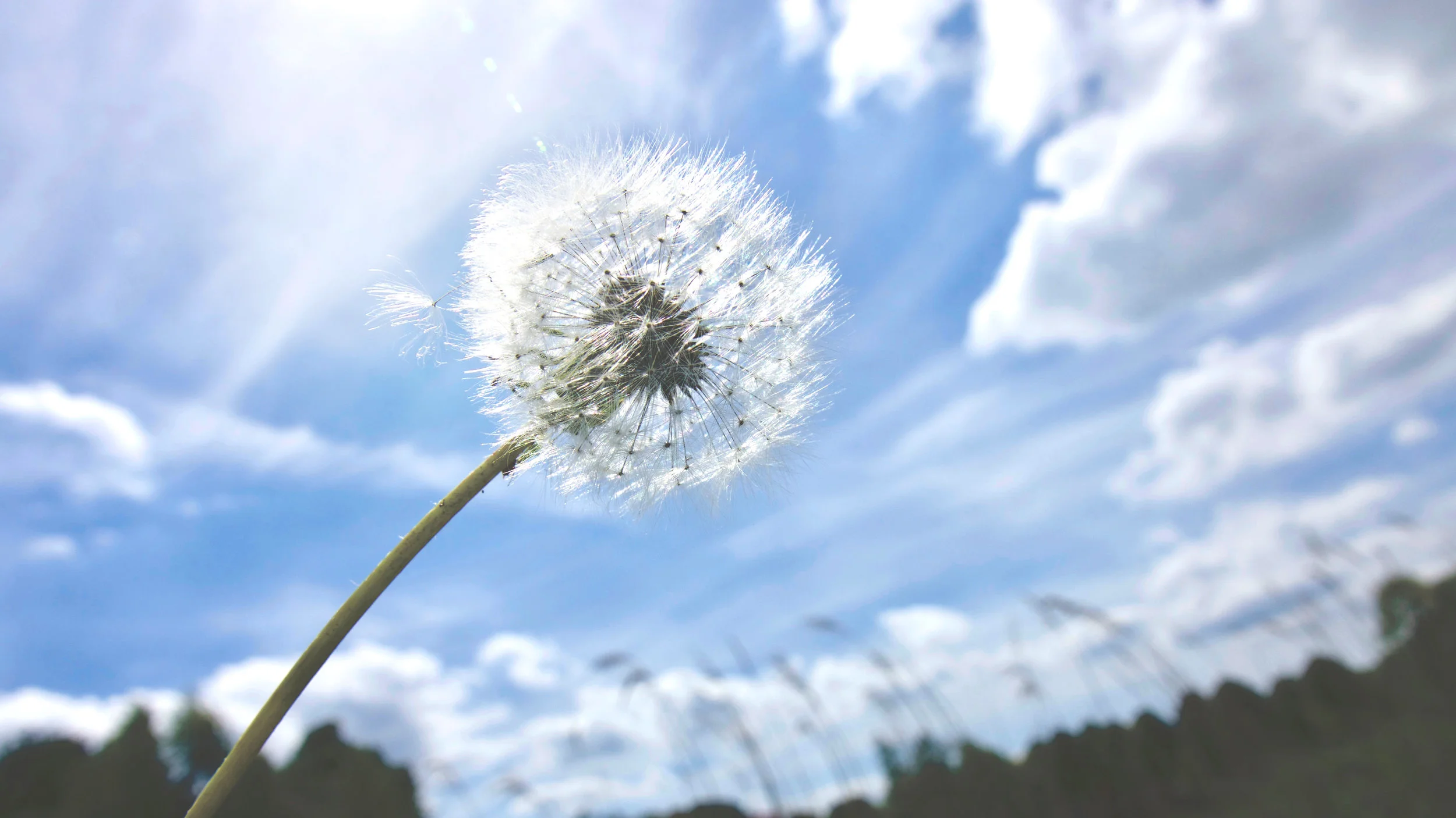 beautiful-bloom-blur-592658 copy.jpg