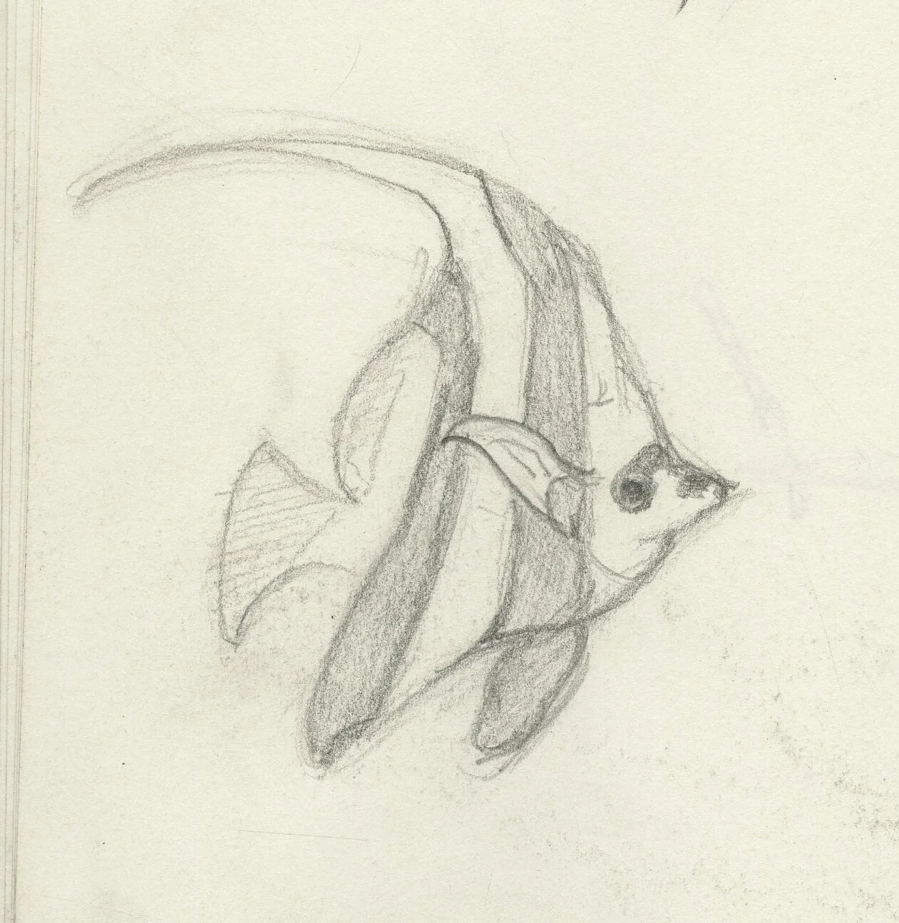 Fish 1.jpg