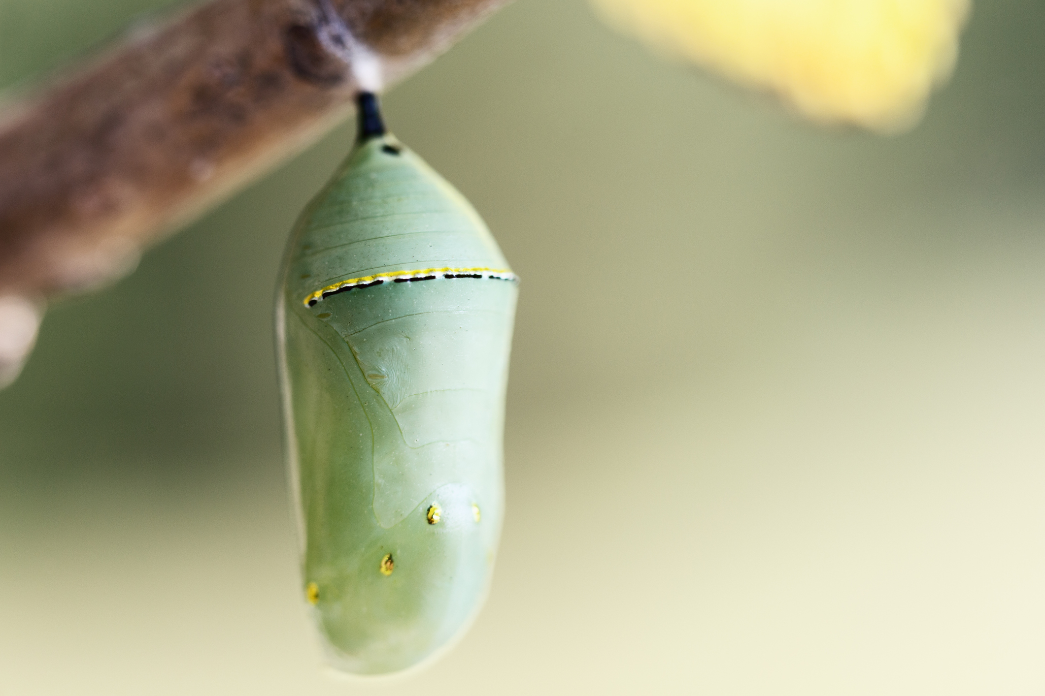 Photo by skhoward/iStock / Getty Images