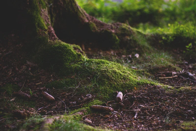 root.jpg