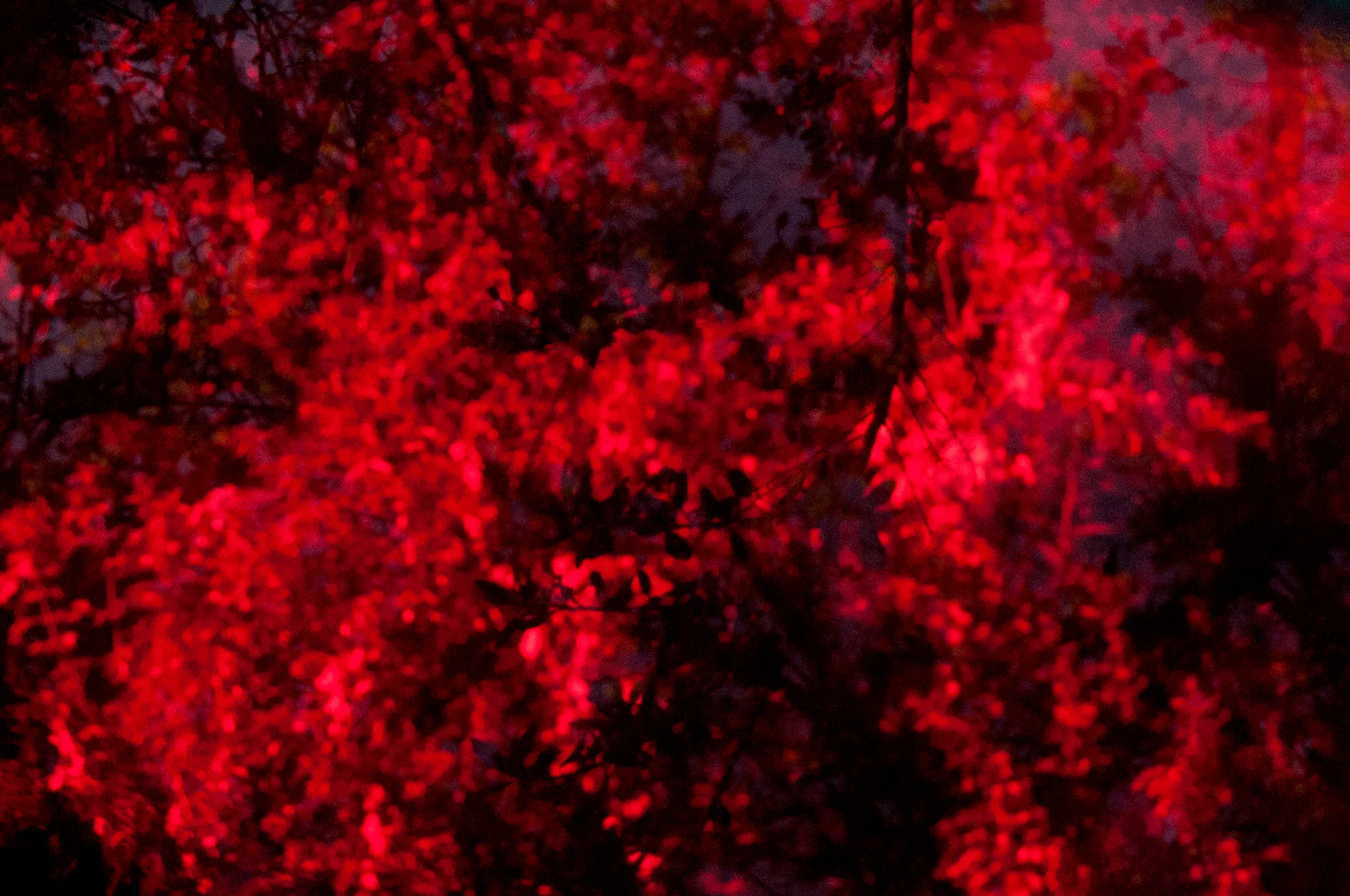 DSC_7024.jpg