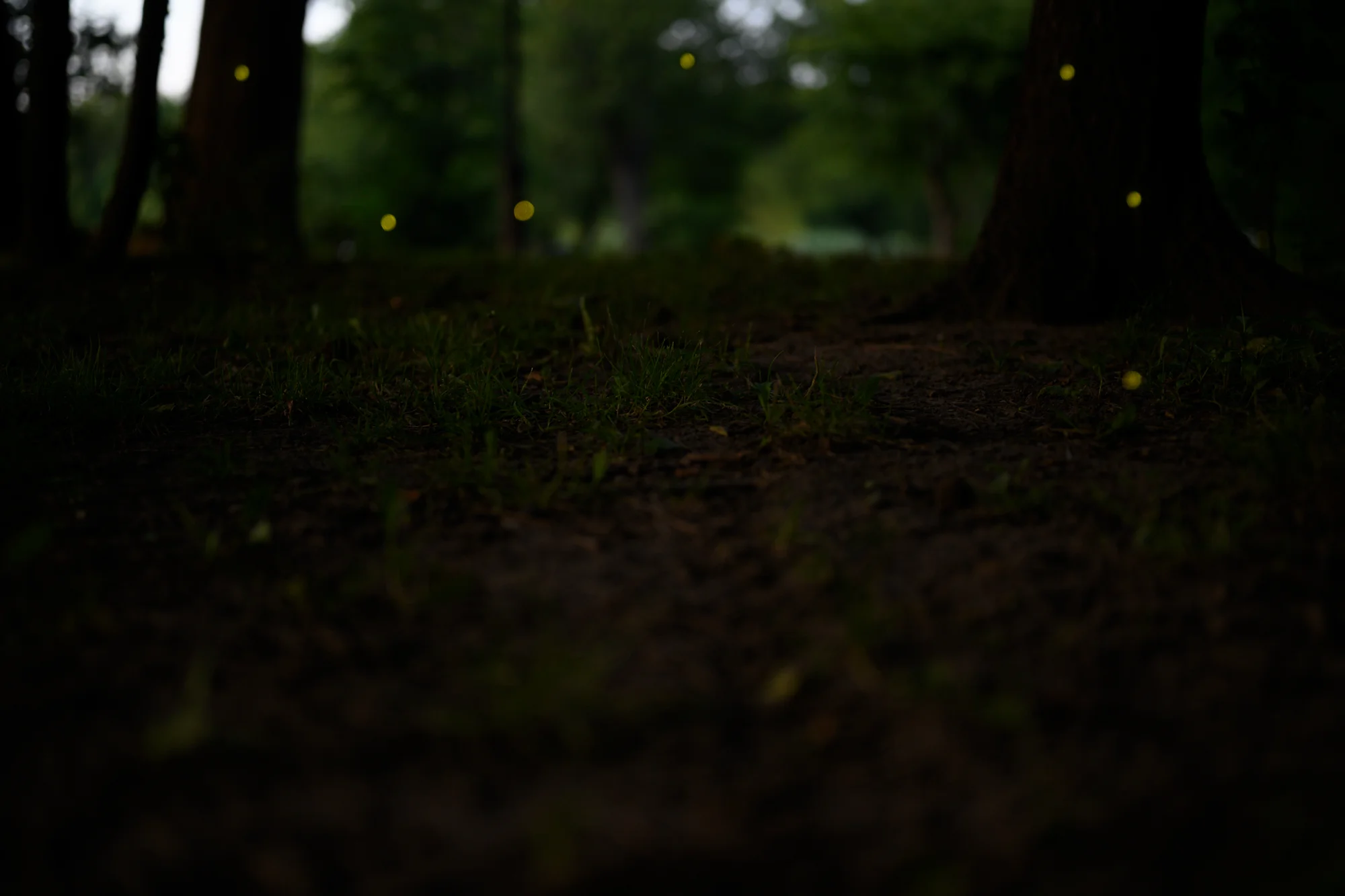 DSC_2979.jpg
