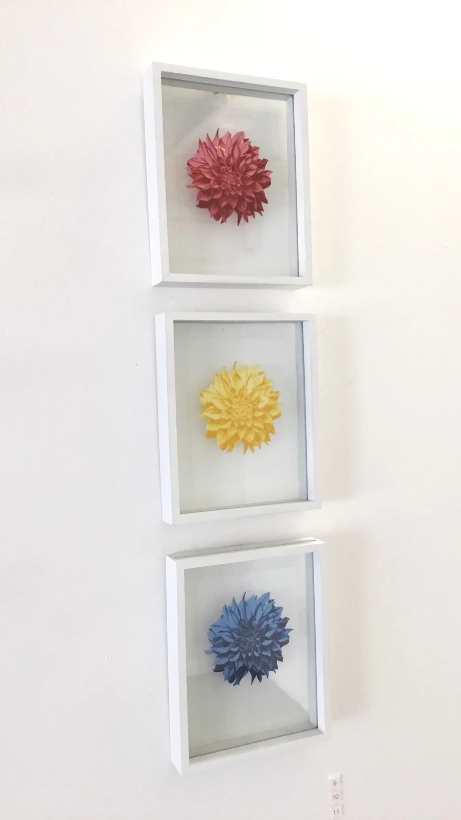 9,10,11 Three of 200 (Dahlias)