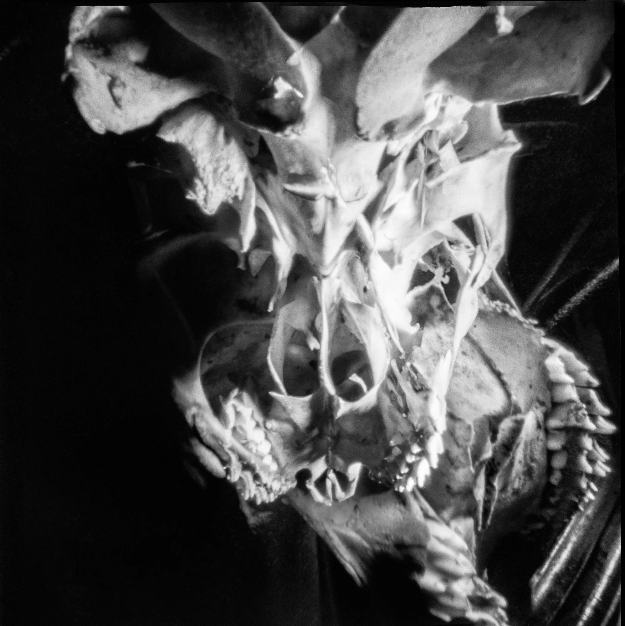 PinholeXX.jpg